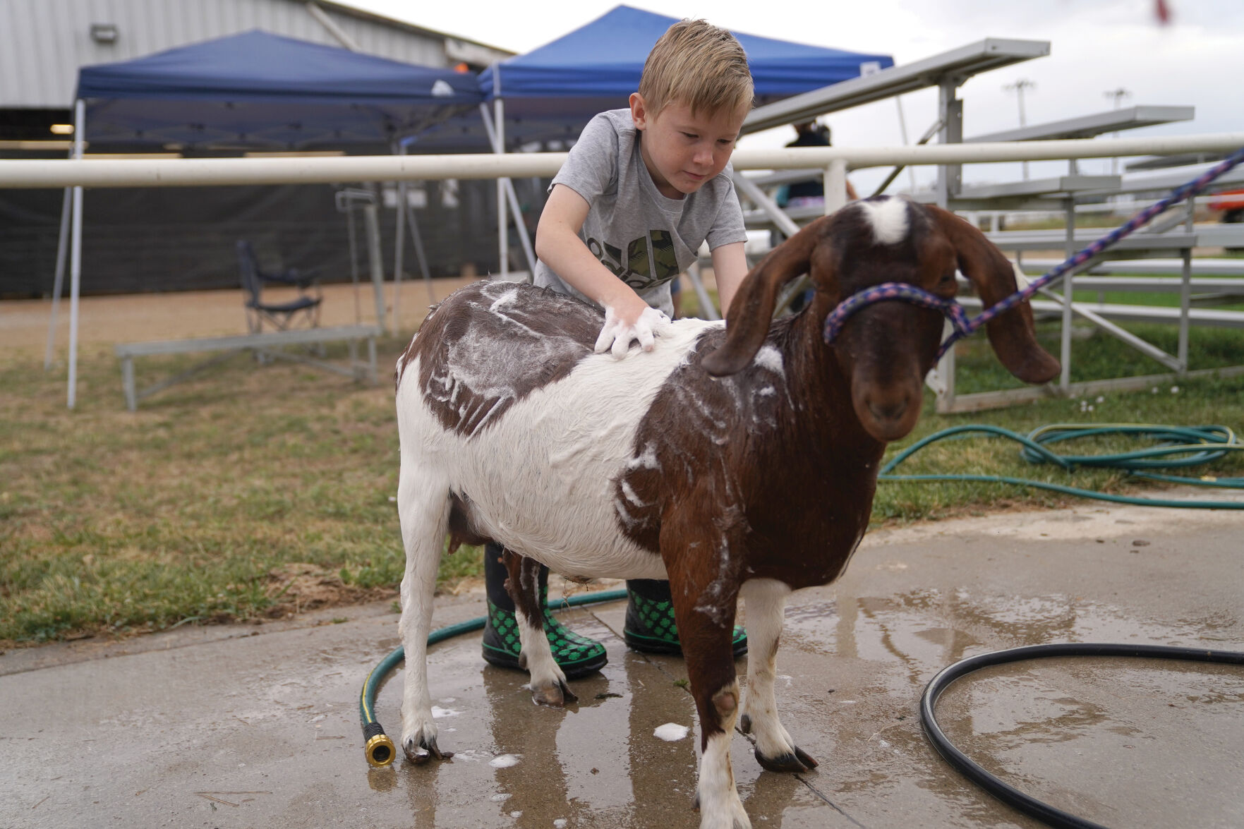 Goat Show Standalones 001.jpg